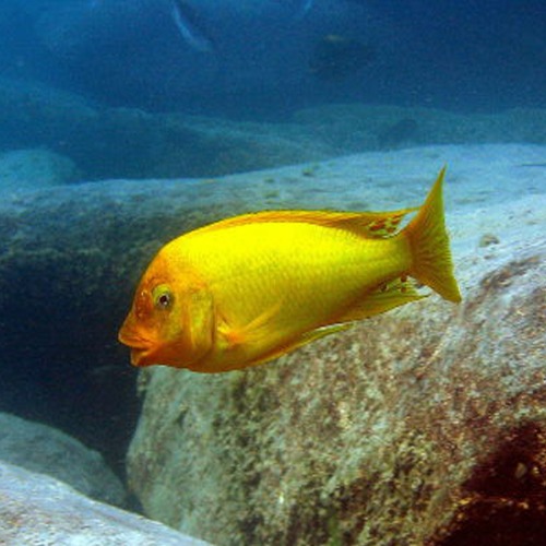 Petrochromis ephippium &quot;Moshi Yellow&quot; 트로페우스 몰리로 레드 